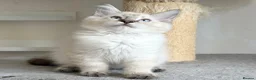 Ragdoll cats for sale: Ready Now - Lap Cat, Cuddly, Affectionate  - Advert 7