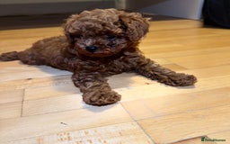 Toy Poodle dogs for sale: Poodle Toy Puppy calm, gentle, with full doc. - Image 11