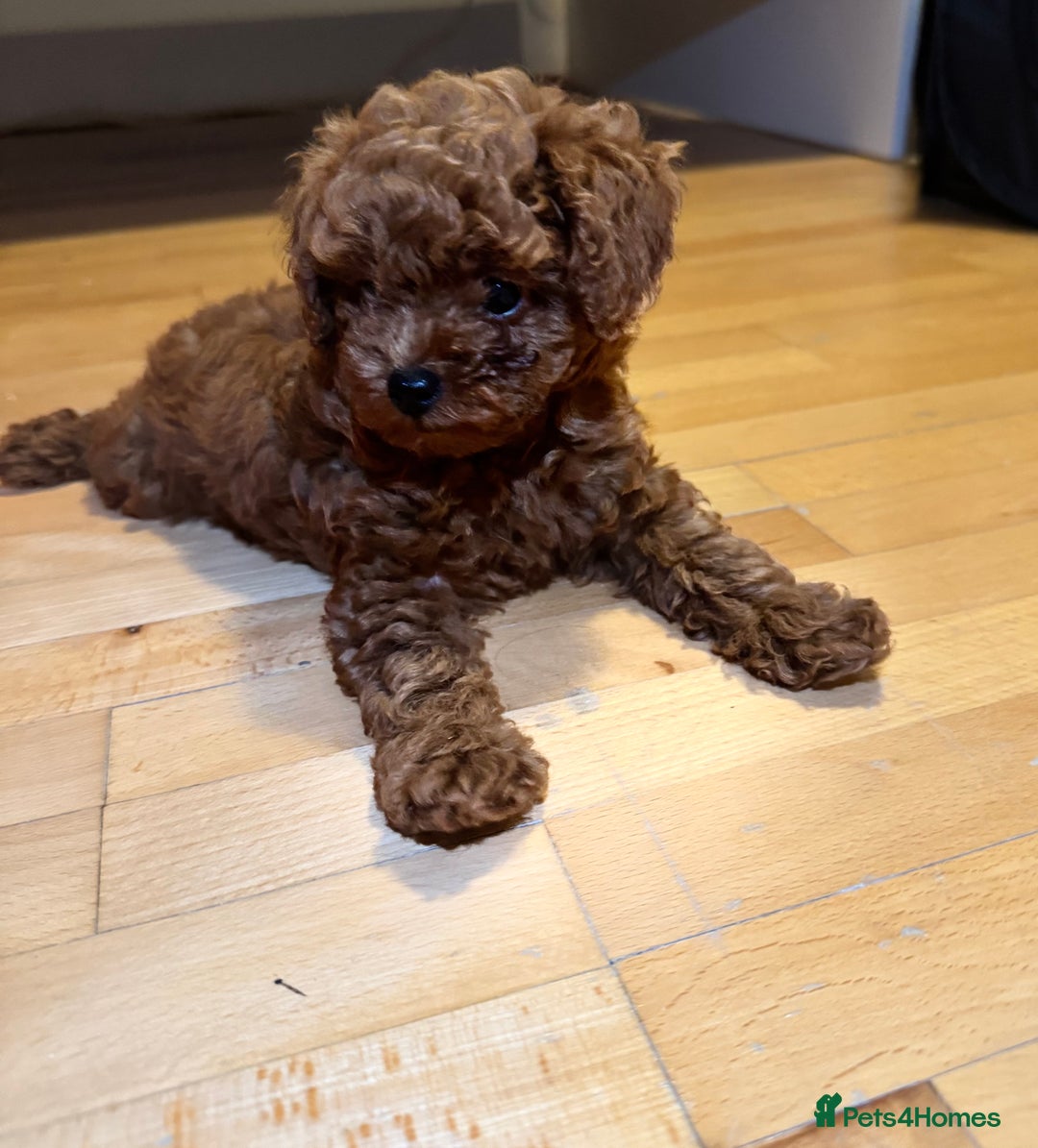 Toy Poodle dogs for sale: Poodle Toy Puppy calm, gentle, with full doc. - Image 11