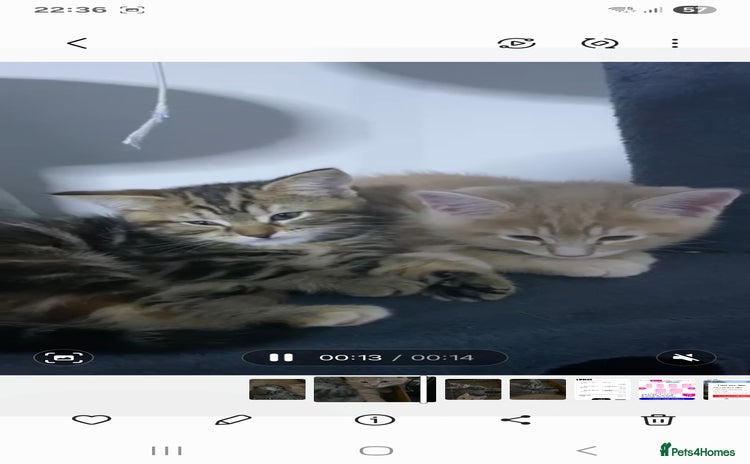 British Longhair cats - Advert 10