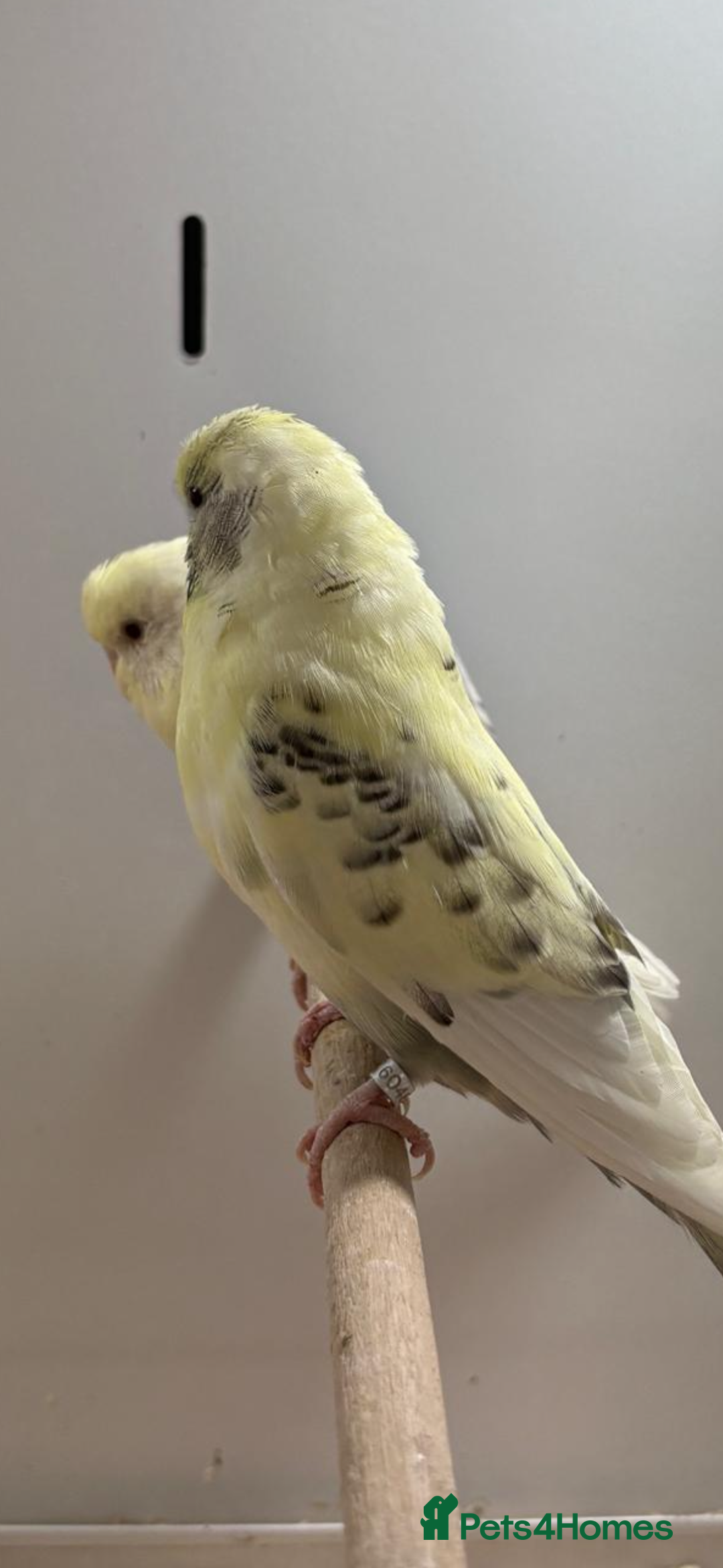 Budgerigars birds for sale: Budgies - Advert 3