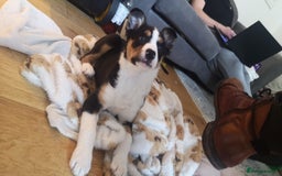Mixed Breed dogs for sale: Looking for a new home  - Image 4
