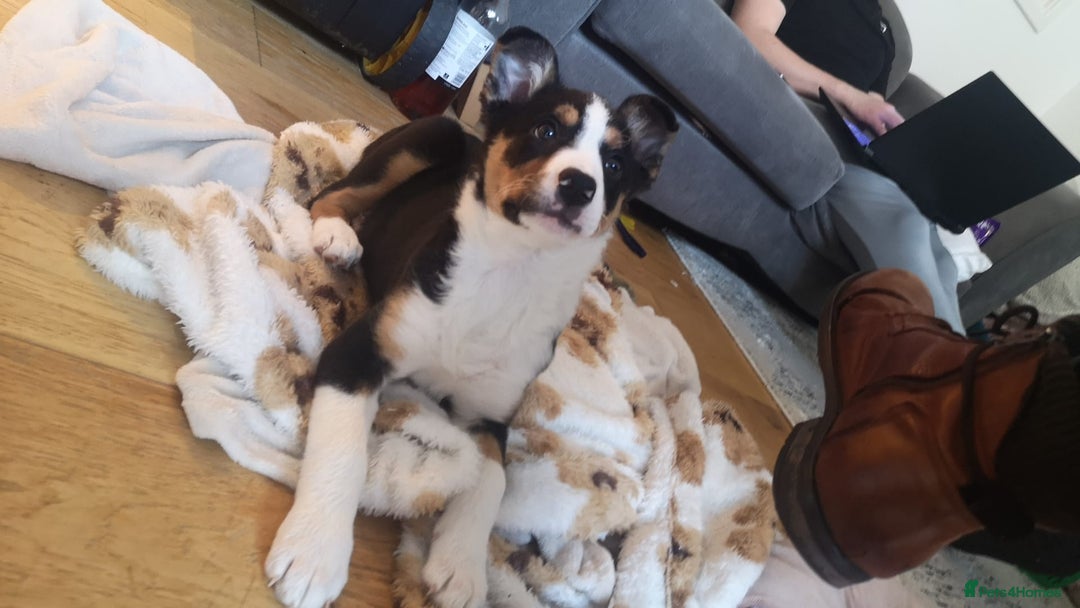 Mixed Breed dogs for sale: Looking for a new home  - Image 4