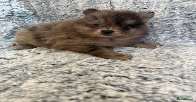 Pomeranian dogs - Advert 12