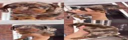 Miniature Dachshund dogs for sale: BEAUTIFUL MINI DACHSHUND PUPPIES - Advert 5
