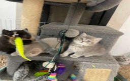 British Shorthair cats for sale: Fabulous, playful and healthy BSH kittens, rare - Image 7