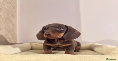 Miniature Dachshund dogs - Advert 8