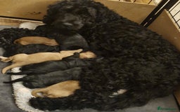 Cockapoo dogs for sale: Gorgeous Cockapoos for sale - Image 8