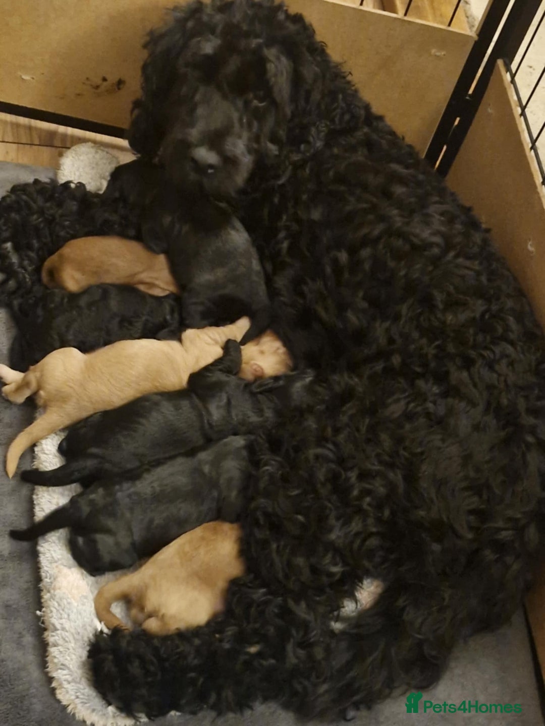 Cockapoo dogs for sale: Gorgeous Cockapoos for sale - Image 8
