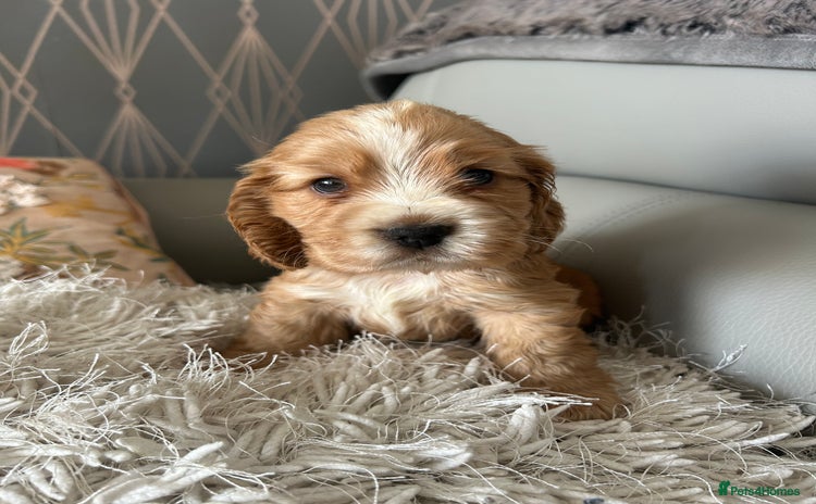 Cocker Spaniel dogs - Advert 6