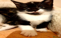Mixed Breed cats for sale: 5 Gorgeous & Playful Kittens - Image 18