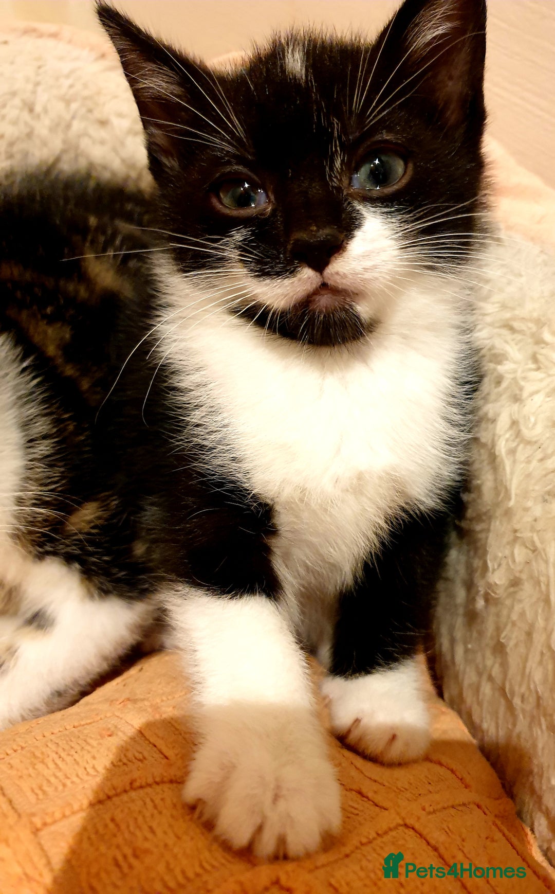 Mixed Breed cats for sale: 5 Gorgeous & Playful Kittens - Image 18