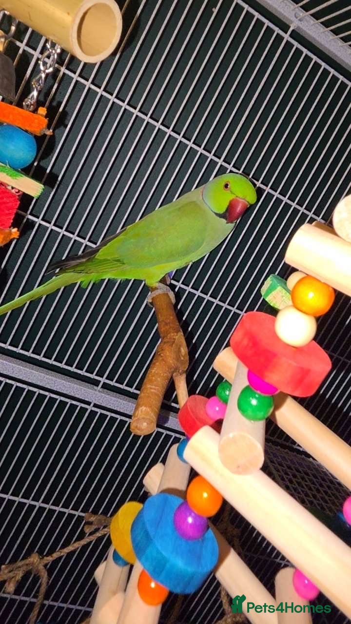 Ringnecks birds Indian Ringneck - Advert 3