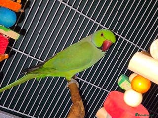 Ringnecks birds Indian Ringneck - Advert 1