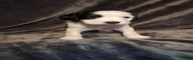 Cockapoo 4