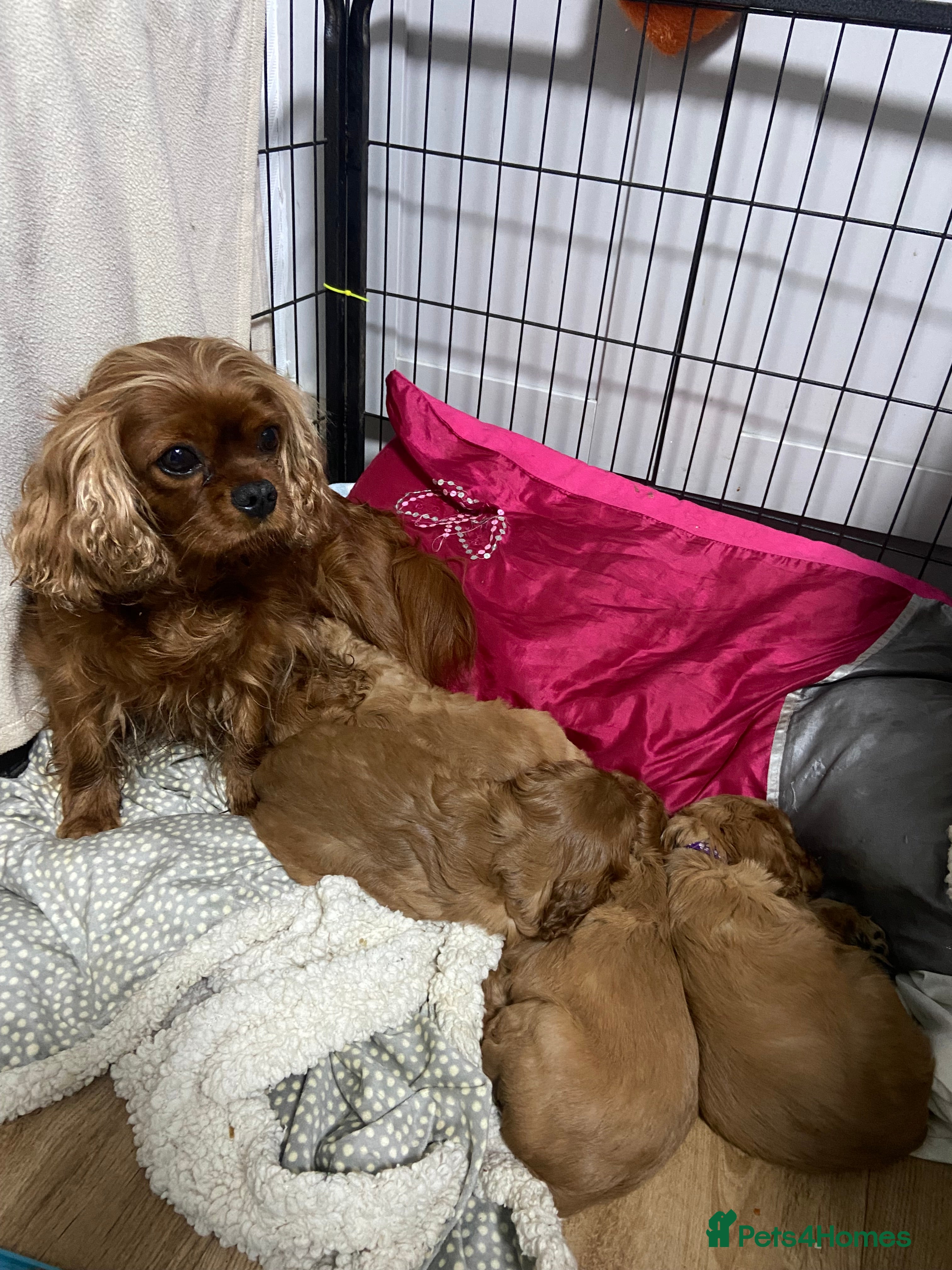 Cavalier King Charles Spaniel dogs Pure Ruby Red home bred pedigree Cavalier  - Advert 18