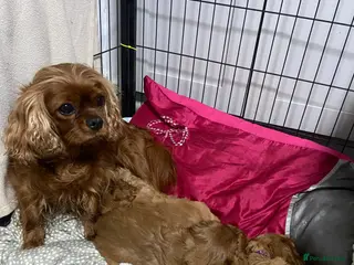 Cavalier King Charles Spaniel dogs Pure Ruby Red home bred pedigree Cavalier - Advert 18