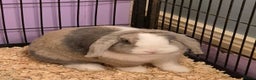 English Lop rabbits for sale: Female Lop Rabbit  - Advert 1