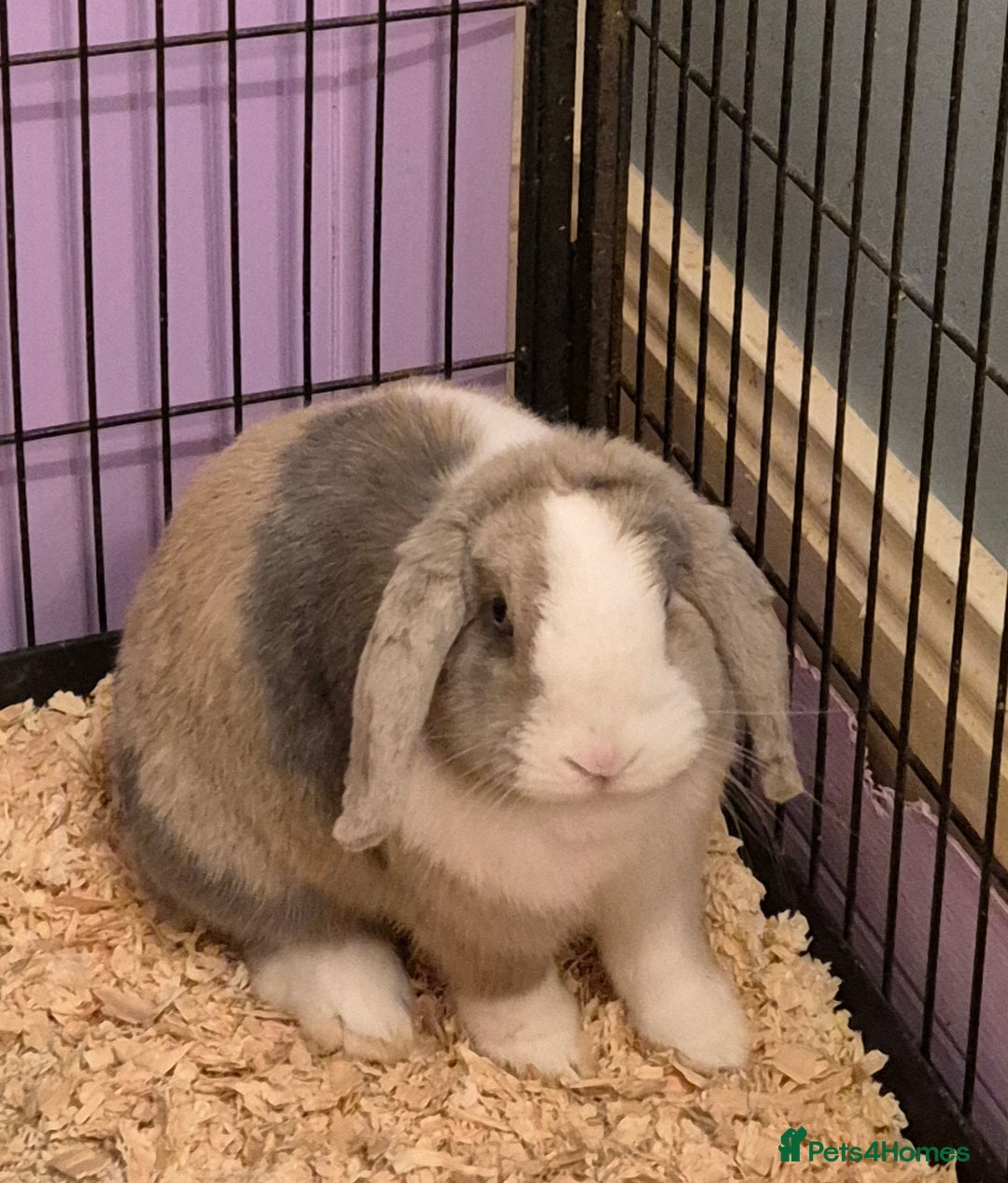 English Lop rabbits for sale: Female Lop Rabbit  - Advert 1