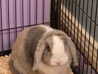 English Lop rabbits Female Lop Rabbit - Advert 2
