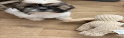 Shih Tzu dogs for sale: Male Shihtzu puppy  in Deeside - Advert 3