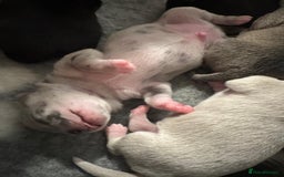 Chihuahua dogs for sale: 4 Stunning Male Apple Head Chihuahua Puppies - Image 7