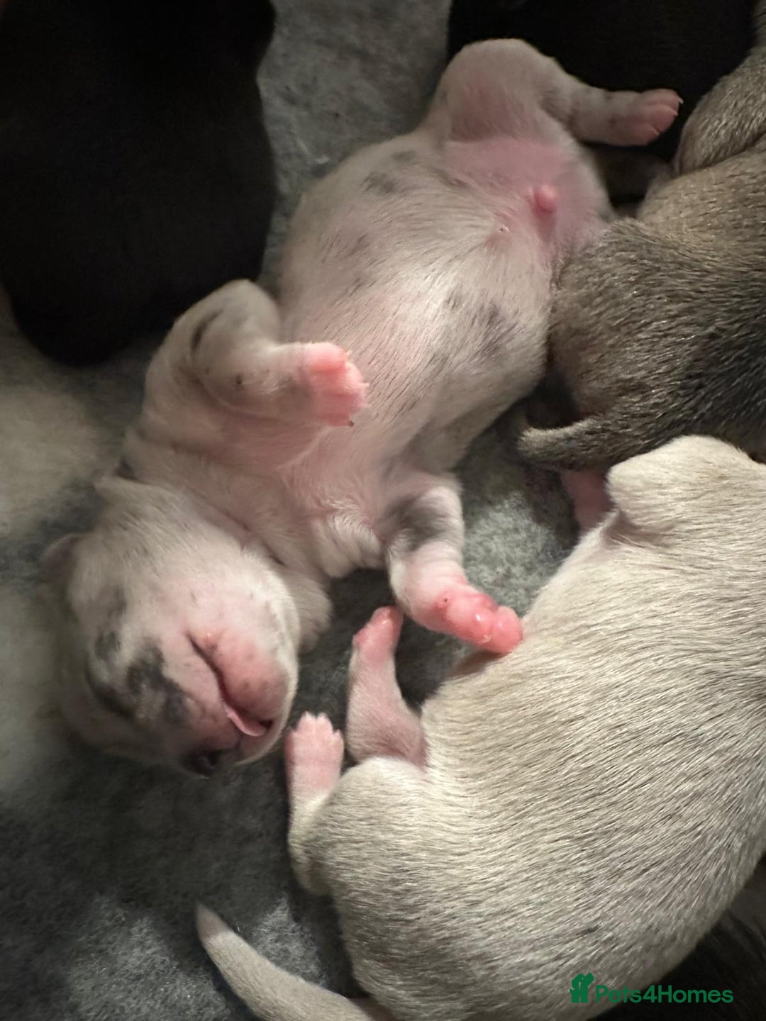 Chihuahua dogs for sale: 4 Stunning Male Apple Head Chihuahua Puppies - Image 7