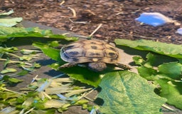 Hermann Tortoise reptiles for sale: Hermannes tortoises hatchlings - Image 3