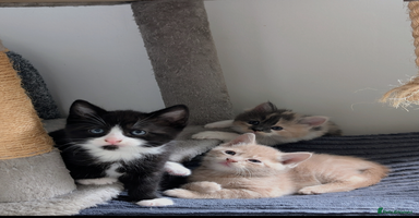 Mixed Breed cats - Advert 13