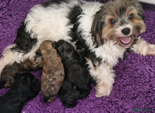 Mixed Breed dogs - Advert 1