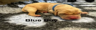 Blue- Boy