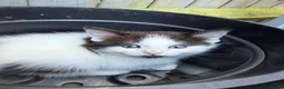 Mixed Breed cats for sale: Beautiful kittens for sale  - Advert 18