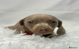 Miniature Dachshund dogs for sale: Stunning miniature dachshunds - Image 3