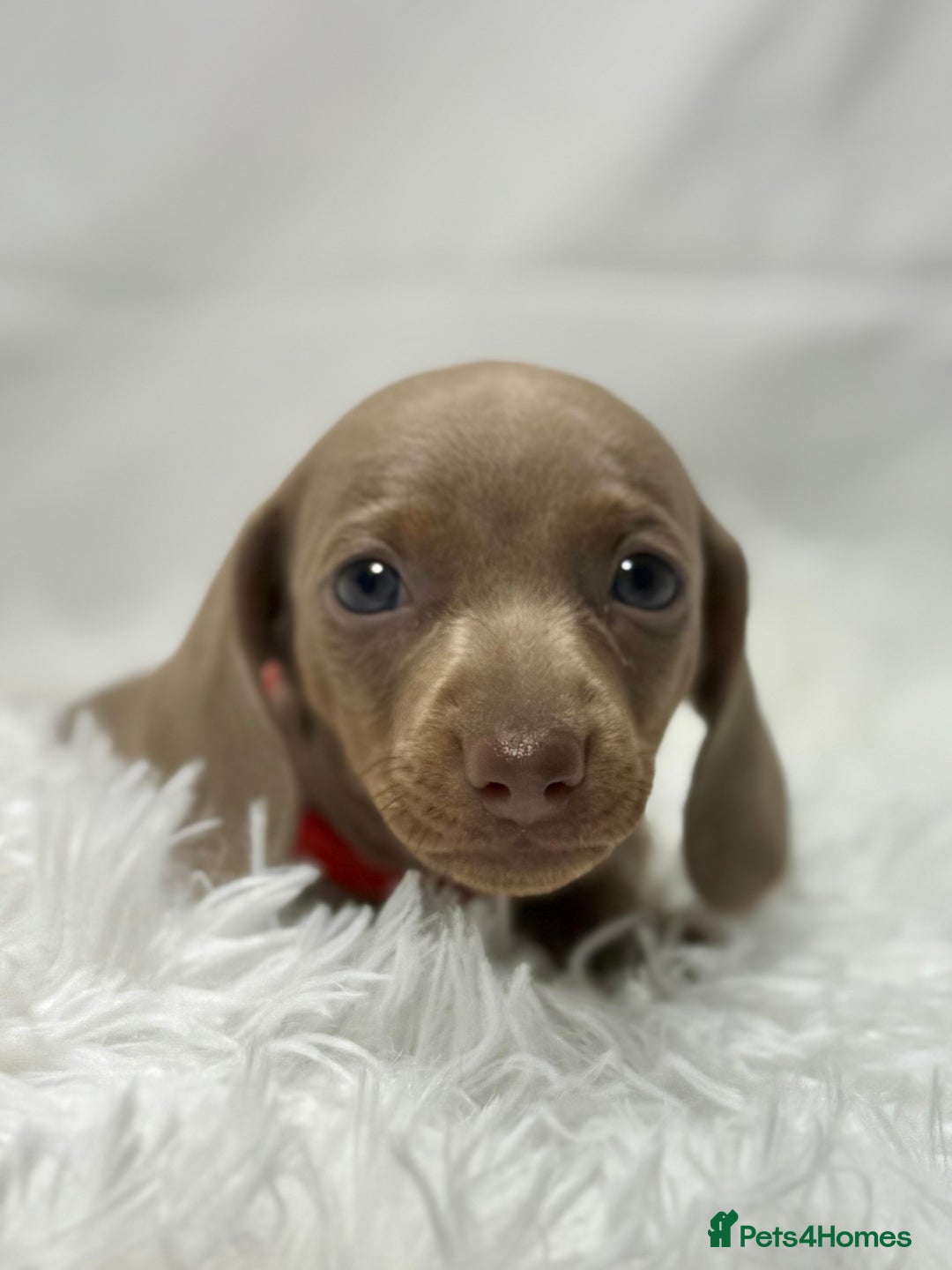 Miniature Dachshund dogs for sale: Stunning miniature dachshunds - Image 3