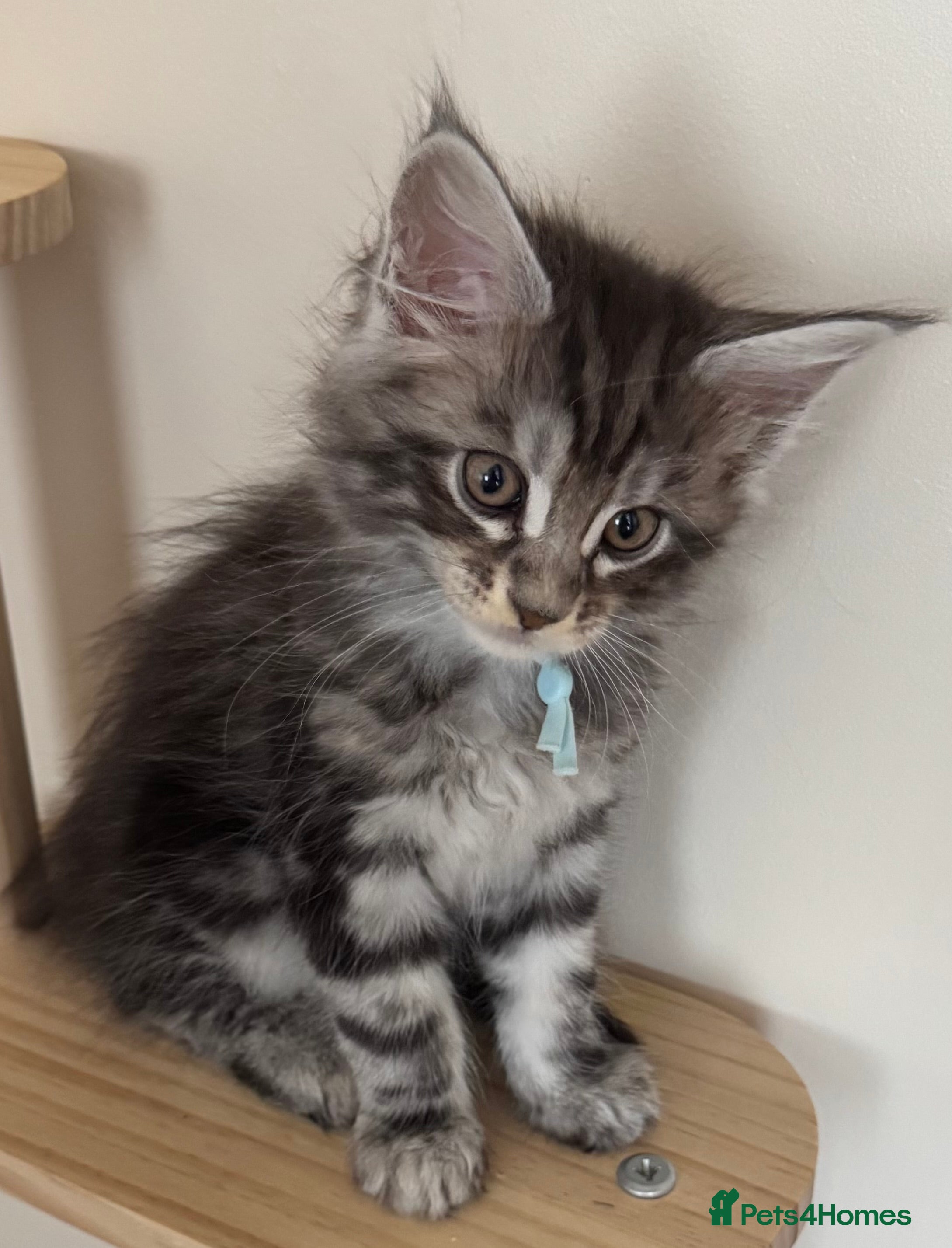 Maine Coon cats Beautiful Maine Coon Kittens  - Advert 1
