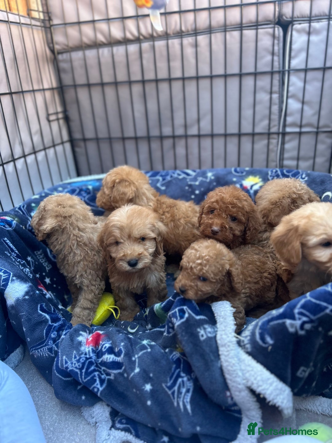 Cockapoo dogs for sale: 8 weeks old beautiful Cockapoo puppies  - Image 3