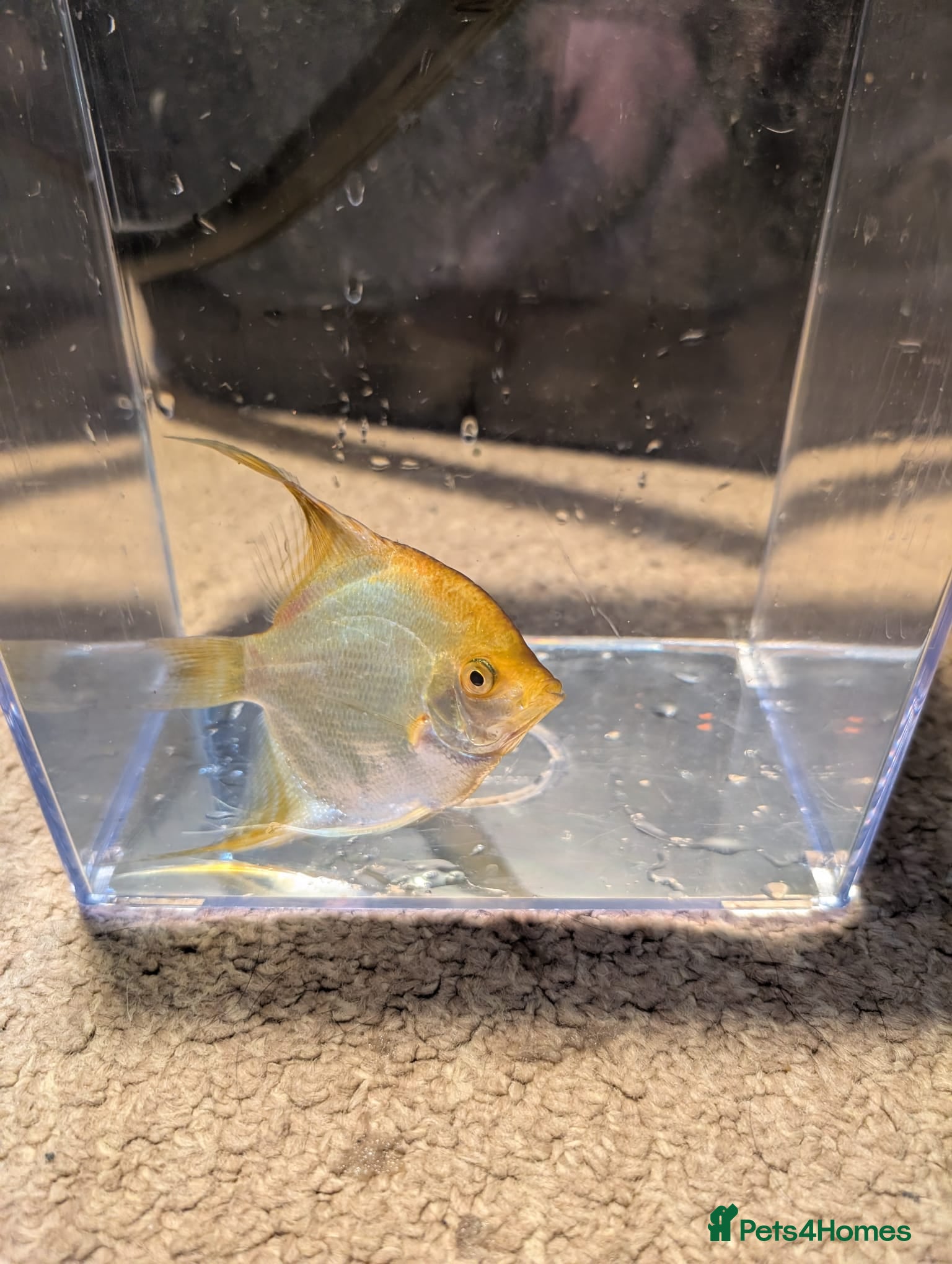 Cichlids fish Various Cichlids  - Advert 2