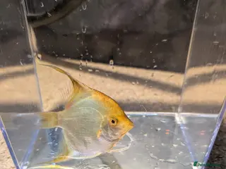 Cichlids fish Various Cichlids - Advert 2