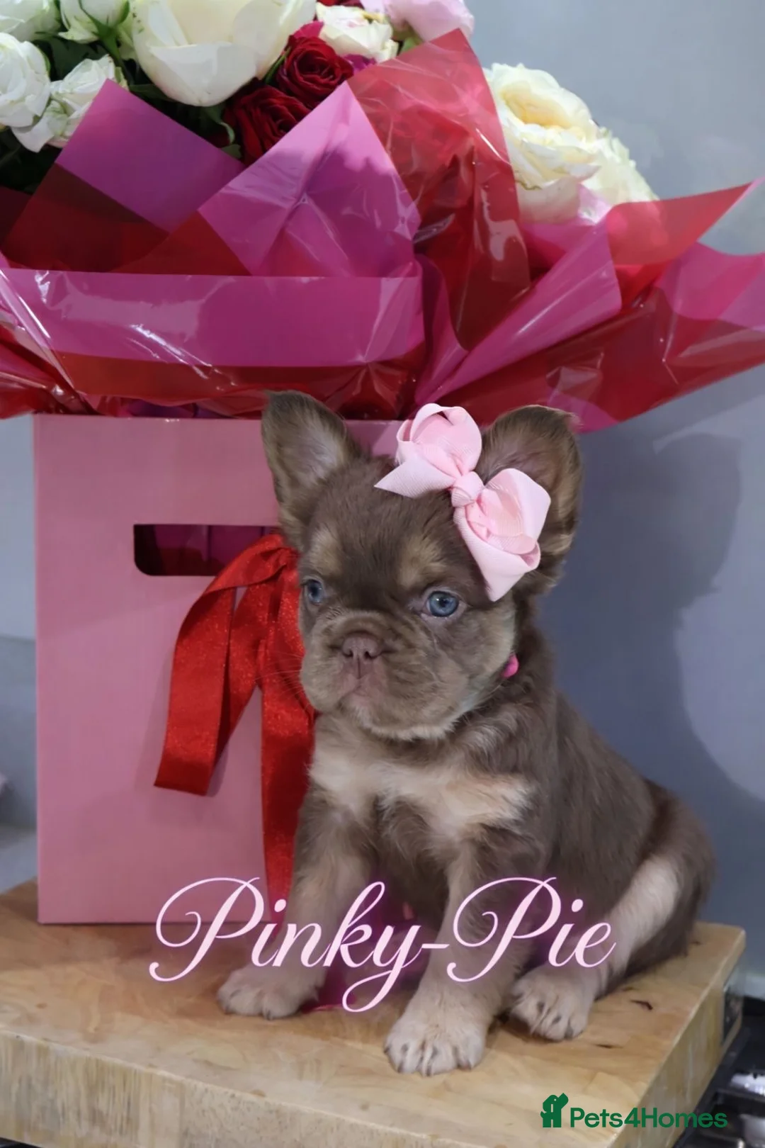 French Bulldog dogs for sale: French bulldog  - Advert 6