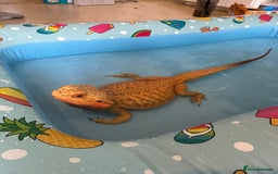 Bearded Dragon reptiles for sale: Bearded dragon  - Image 1