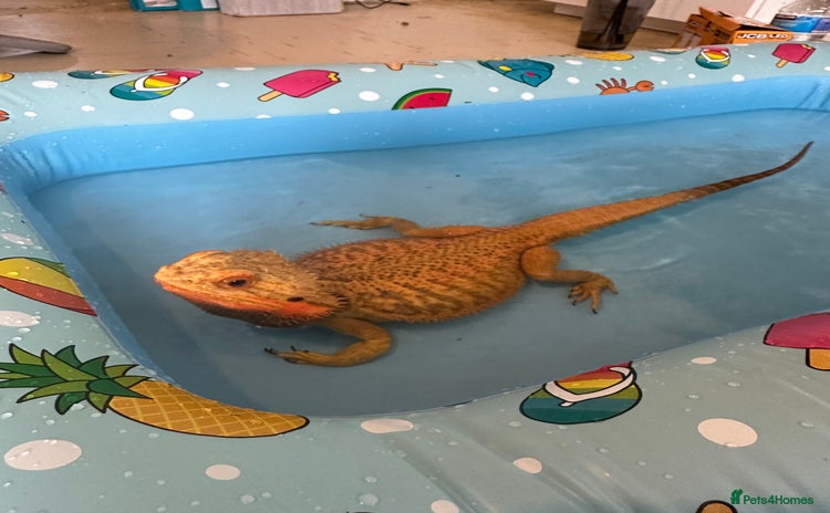 Bearded Dragon reptiles - Advert 4