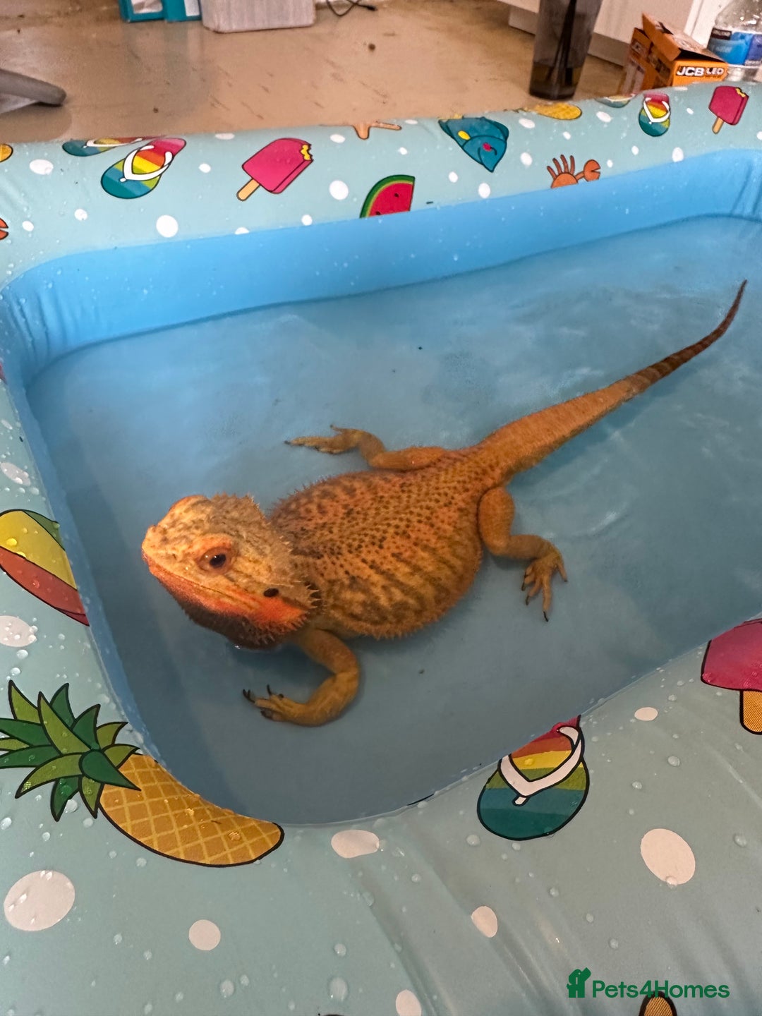 Bearded Dragon reptiles for sale: Bearded dragon  - Image 1