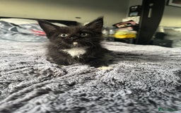 Maine Coon cats for sale: Maine Coon kittens Available!!!! - Image 6