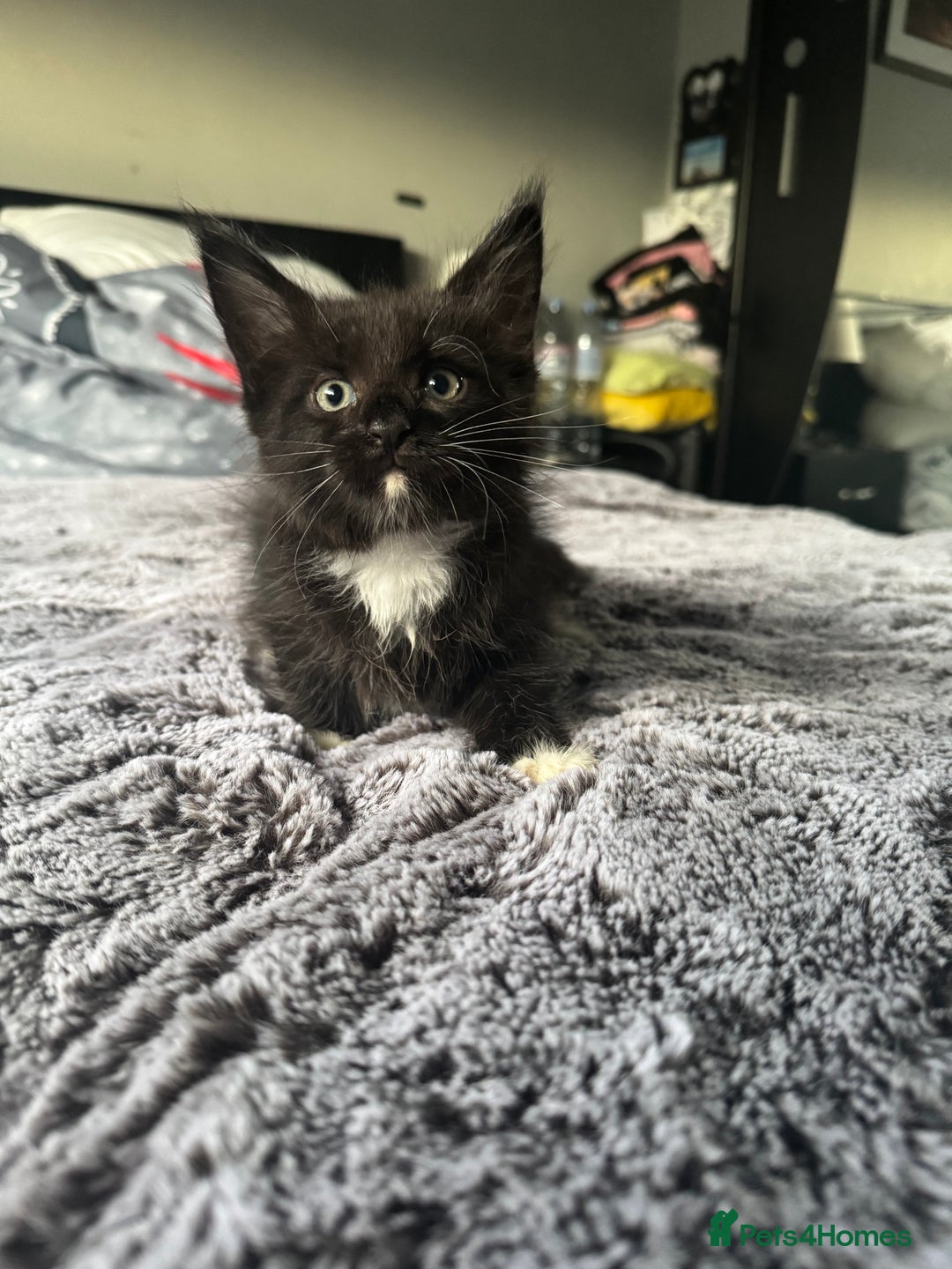 Maine Coon cats for sale: Maine Coon kittens Available!!!! - Image 6