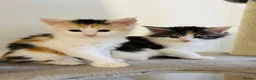 Maine Coon cats for sale: Maine coon kittens  - Advert 14