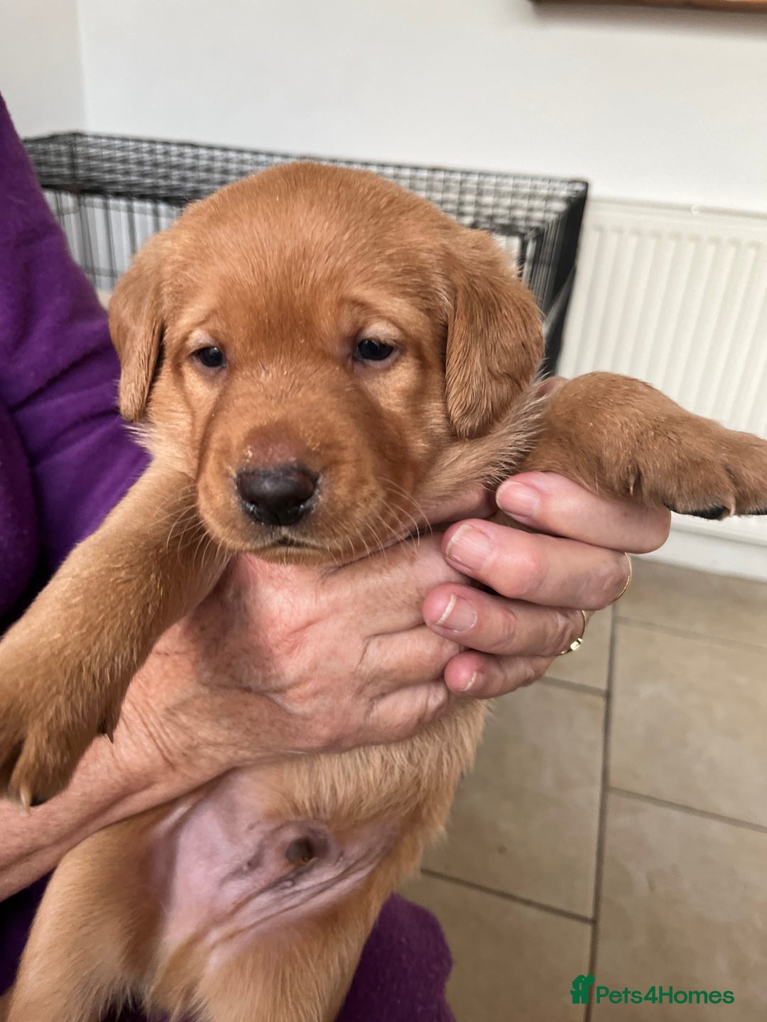 Labrador Retriever dogs for sale: 2 boys available - Advert 2