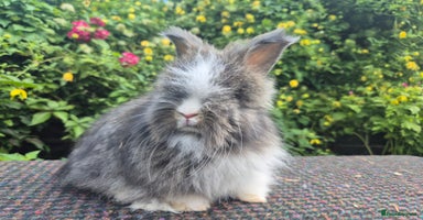 Angora rabbits - Advert 13