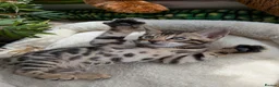 Bengal cats for sale: Bengal kittens in Essex TICA registered purebred  in Colchester - Advert 6