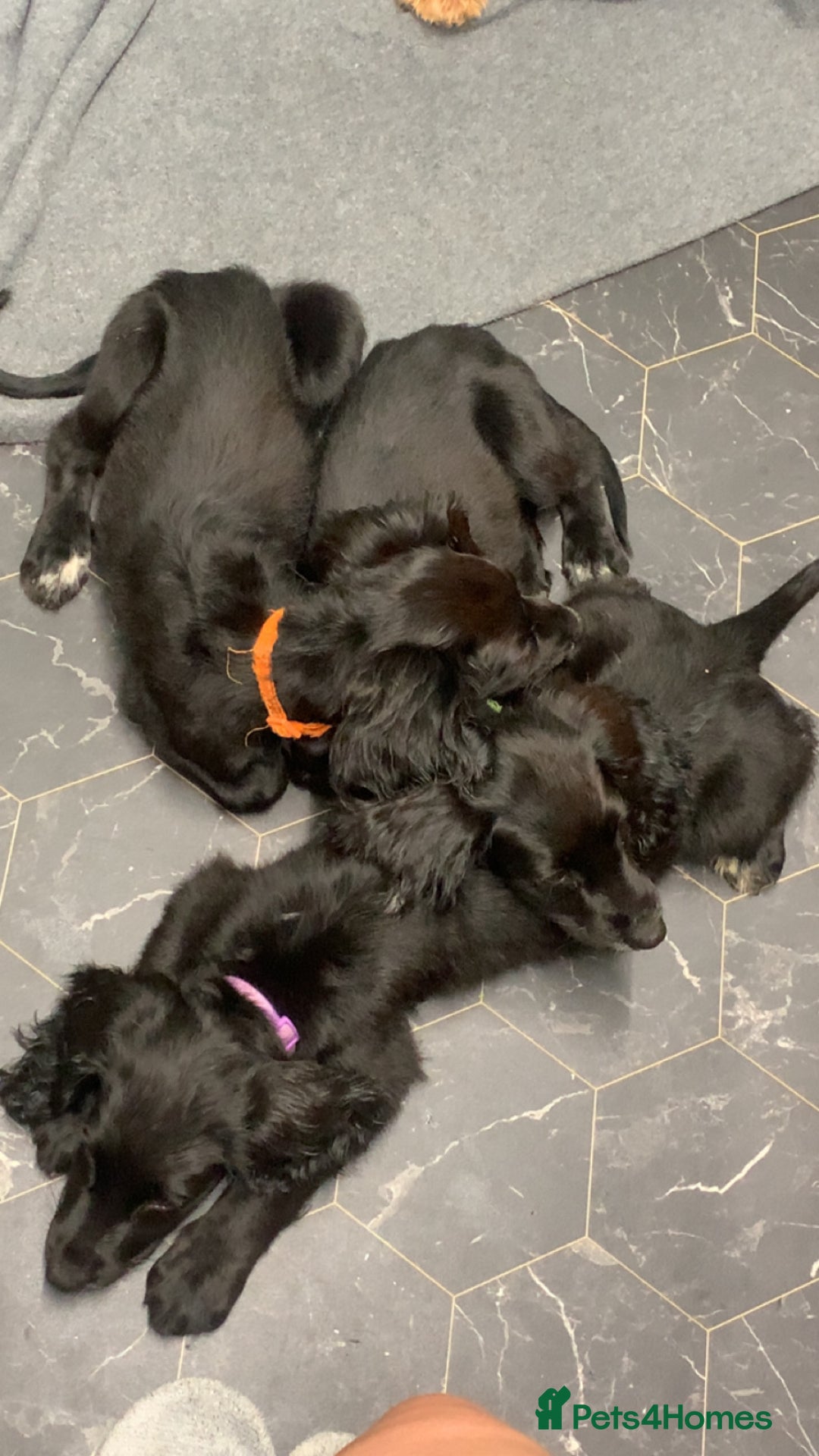 Cocker Spaniel dogs for sale: 3 cocker spaniel girls - Image 10