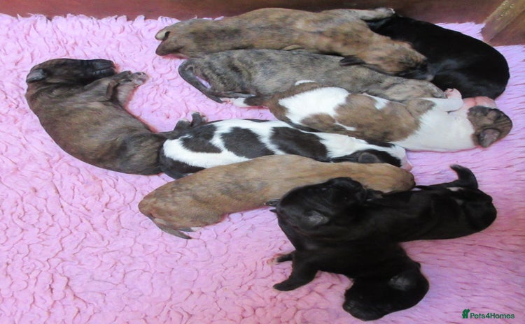 Whippet dogs - Advert 2